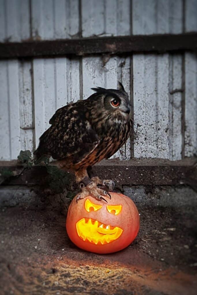 Uhu Hugo komm langsam in schaurig schöne Halloween-Stimmung