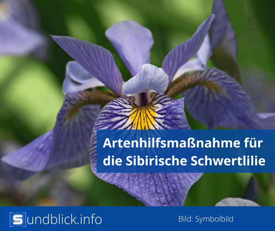 Artenhilfsmaßnahme für die Sibirische Schwertlilie