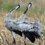 Kraniche – Mythen, Sagen und Gedichte