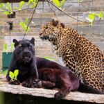 Zoo Stralsund: Zwei Leoparden ziehen ein
