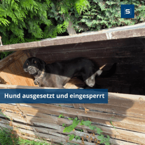 Hund ausgesetzt und eingesperrt