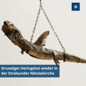 Ein alter Bekannter kehrt zurück: Gruseliger Heringshai wieder in der Stralsunder Nikolaikirche!