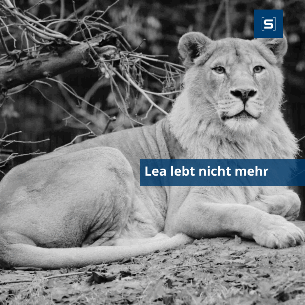Traurige Nachrichten vom Zoo Stralsund: Löwin Lea ist tot 1 FB Artikelbild inkl Schrift 5