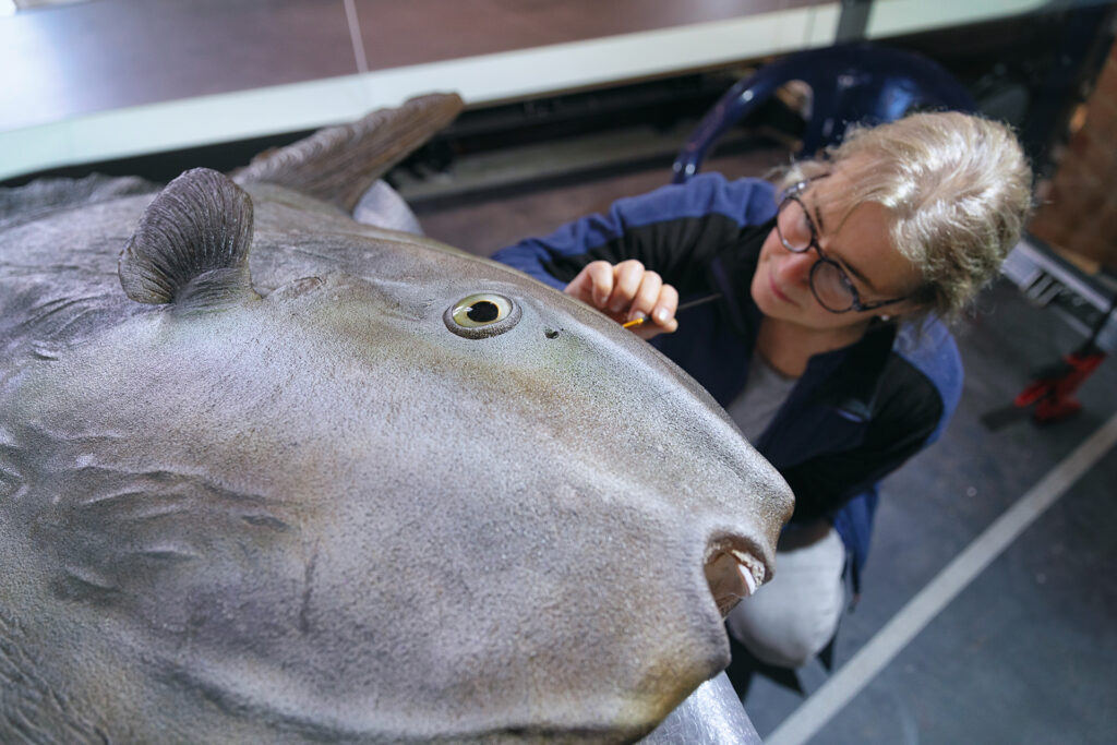 02 MEERESMUSEUM Praeparatorin mit Mondfisch Foto Anke Neumeister DMM