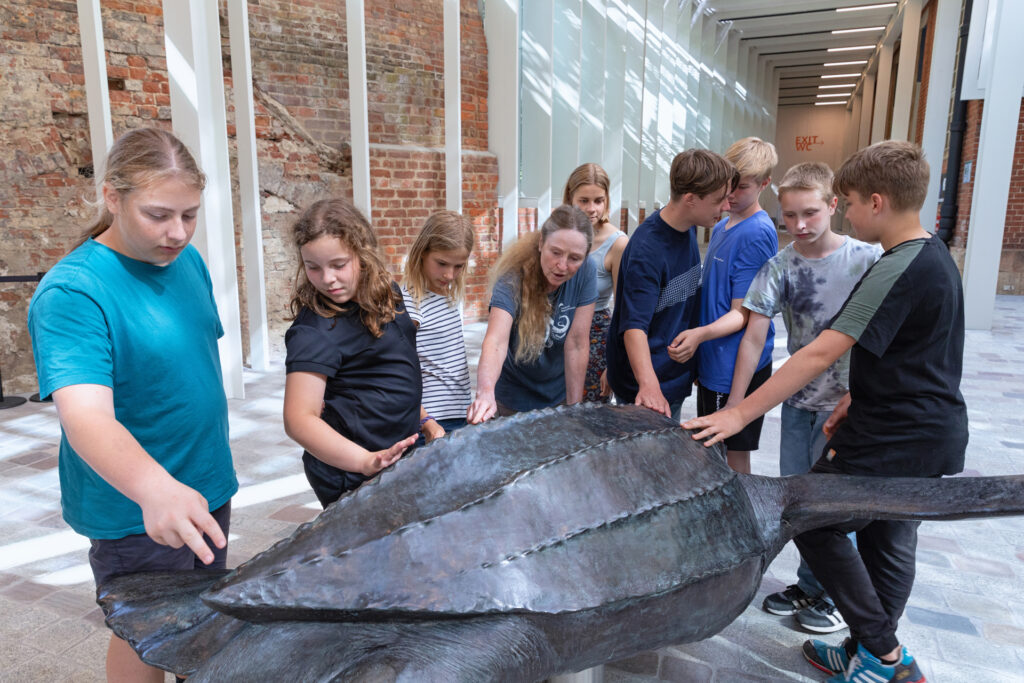 03 MEERESMUSEUM Schildkroeten Foto Anke Neumeister DMM