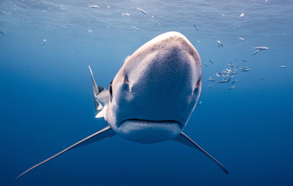 Naturfilme im OZEANEUM: Darßer NaturfilmFestival macht Halt in Stralsund 2 03 Blutige Flossen © iu TV Produktion