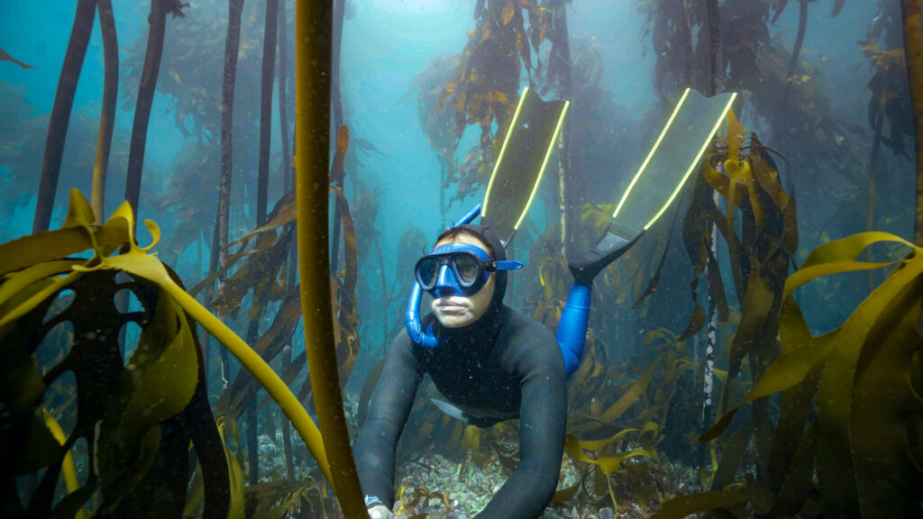 Naturfilme im OZEANEUM: Darßer NaturfilmFestival macht Halt in Stralsund 1 04 Roushanna im Kelpwald © Timeline FilmTV