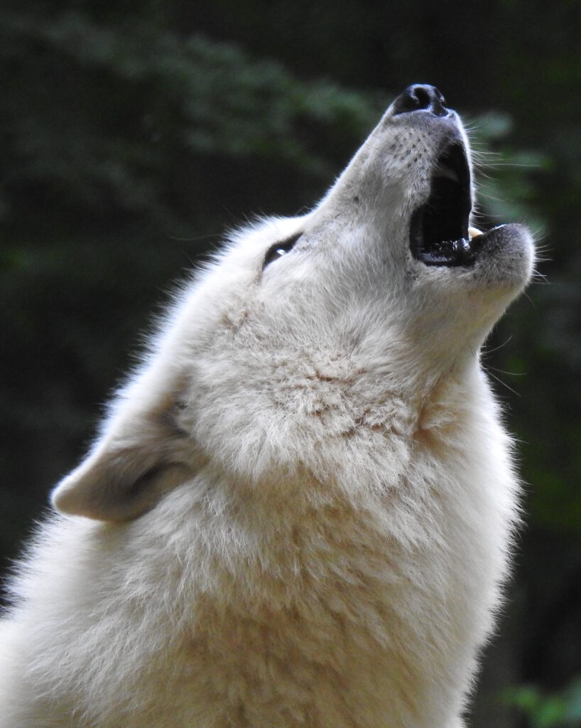 Polarwolf