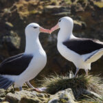 Die Falklandinseln - Ein Vogelparadies mit 740 Inseln im Südatlantik.
