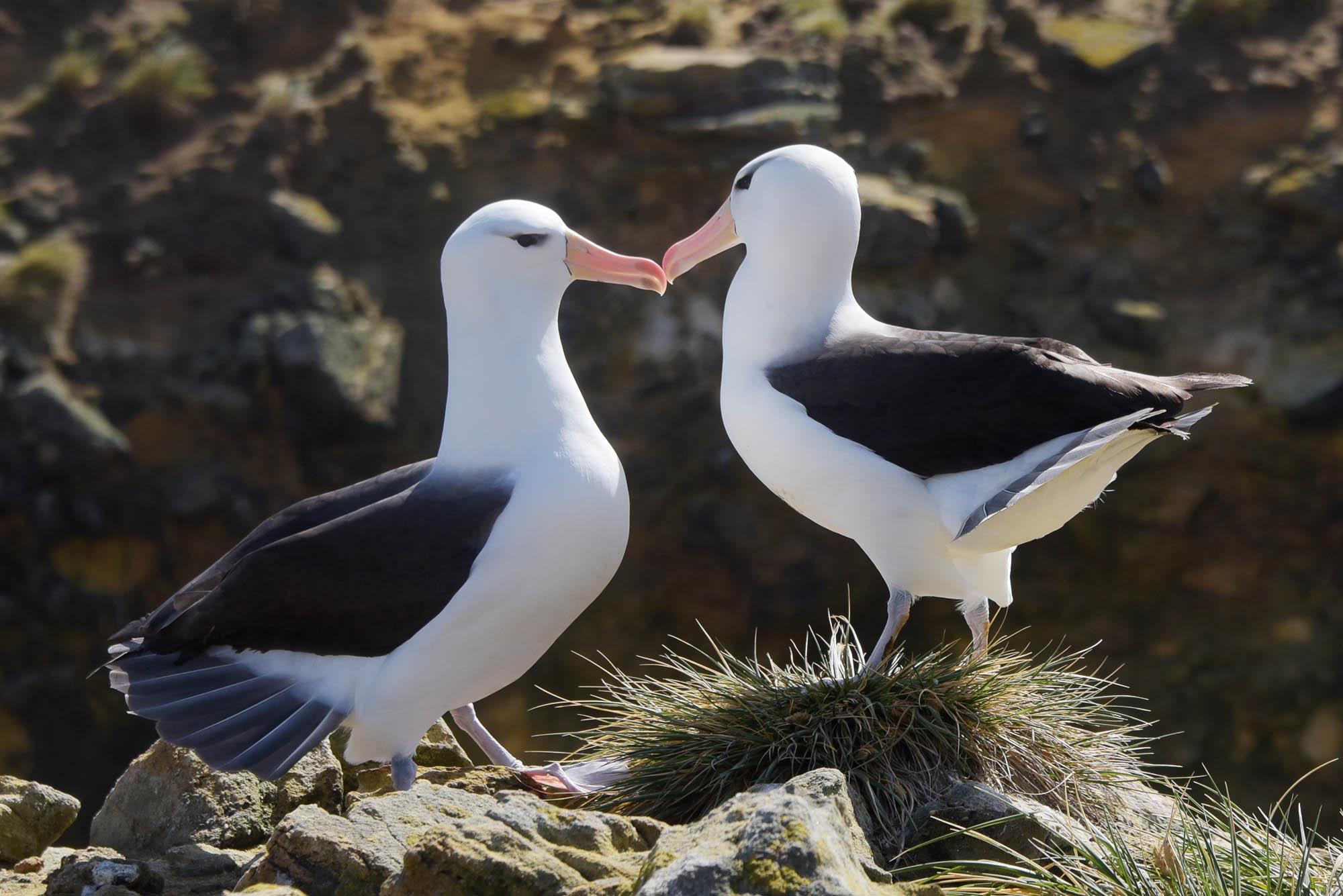 Die Falklandinseln - Ein Vogelparadies mit 740 Inseln im Südatlantik. 1 Die Falklandinseln - Ein Vogelparadies mit 740 Inseln im Südatlantik.