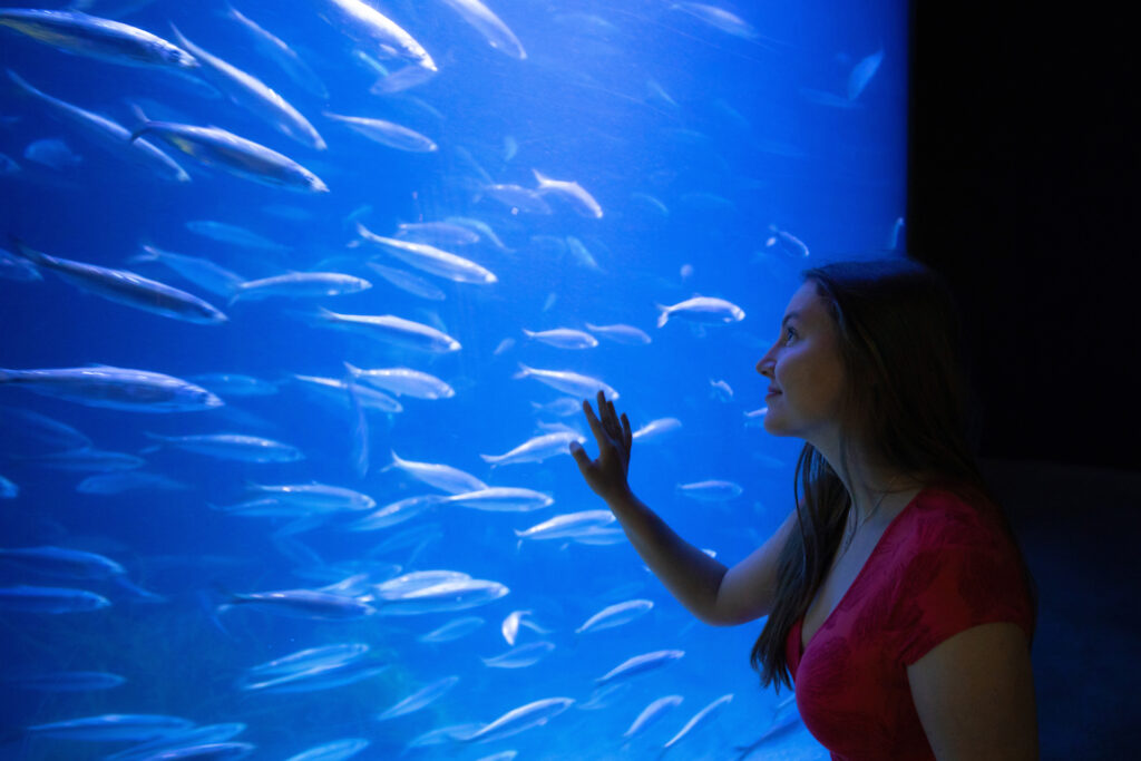 01 OZEANEUM Glitzernder Heringsschwarm Foto Anke Neumeister DMM