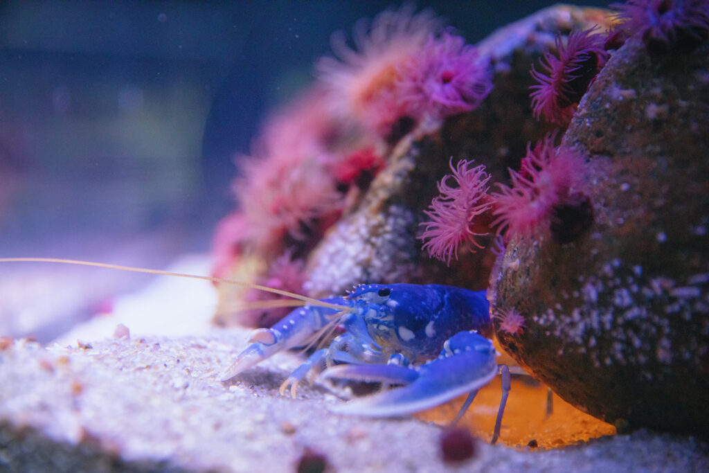 02 OZEANEUM Blauer Hummer Foto Anke Neumeister DMM