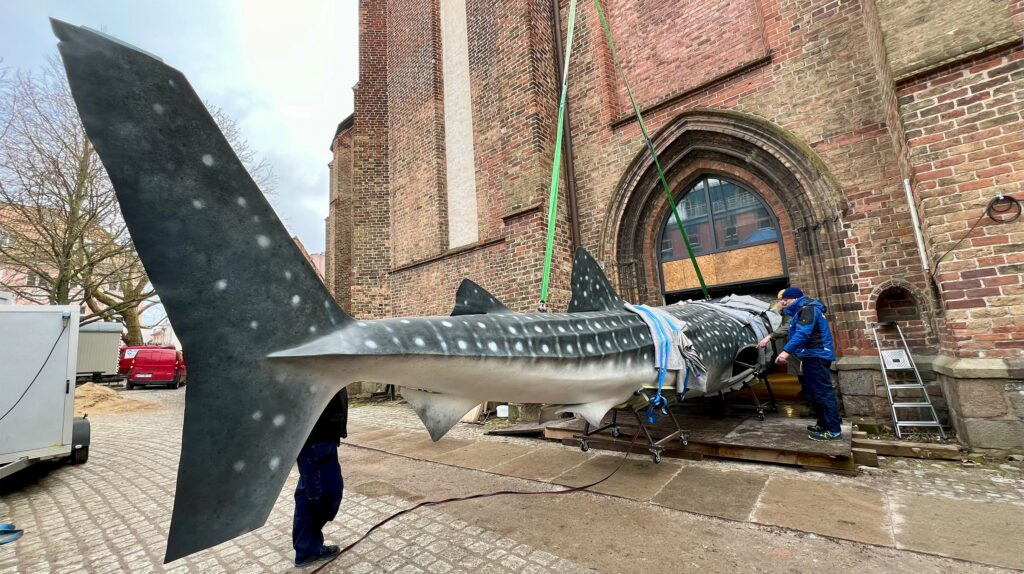 Etappenweise schafft es der Walhai ins Kloster Verwendung honorarfrei cNDR