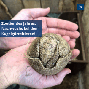Zootier des Jahres 2025 und doppeltes Glück in Stralsund: Nachwuchs bei den Kugelgürteltieren!
