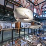 Auf geheimnisvollen Wegen im Meer – Haie und Rochen  kostenfreie öffentliche Führung im Rahmen des Museumsbesuches