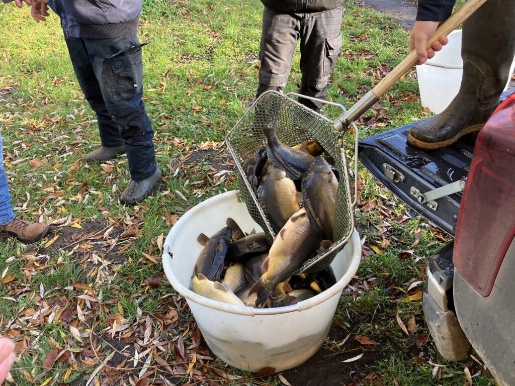 Mehr als 500 Spiegelkarpen sollen helfen die Stadtteiche von Hornkraut freizuhalten