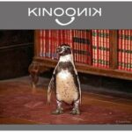 Der Pinguin meines Lebens